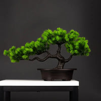 Tanhai Pine