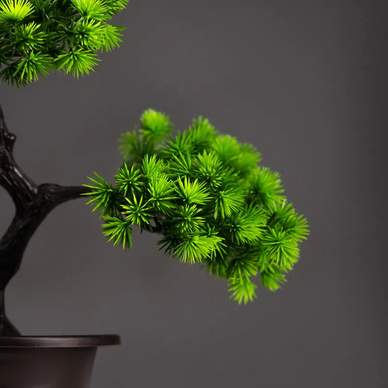 ORNAMENTAL BONSAI